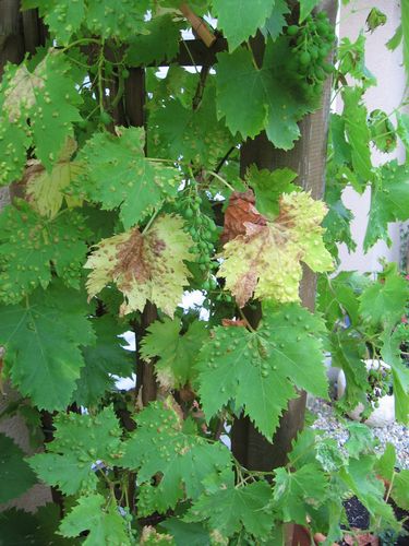 Vigne malade